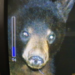 Meet your Posher, Tara